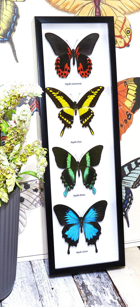Butterflies for sale Australia