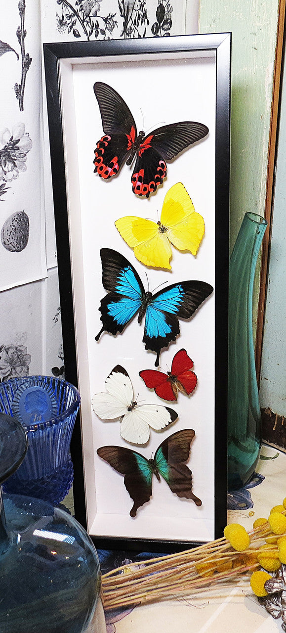 Sweeping butterfly