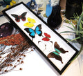 Sweeping butterfly