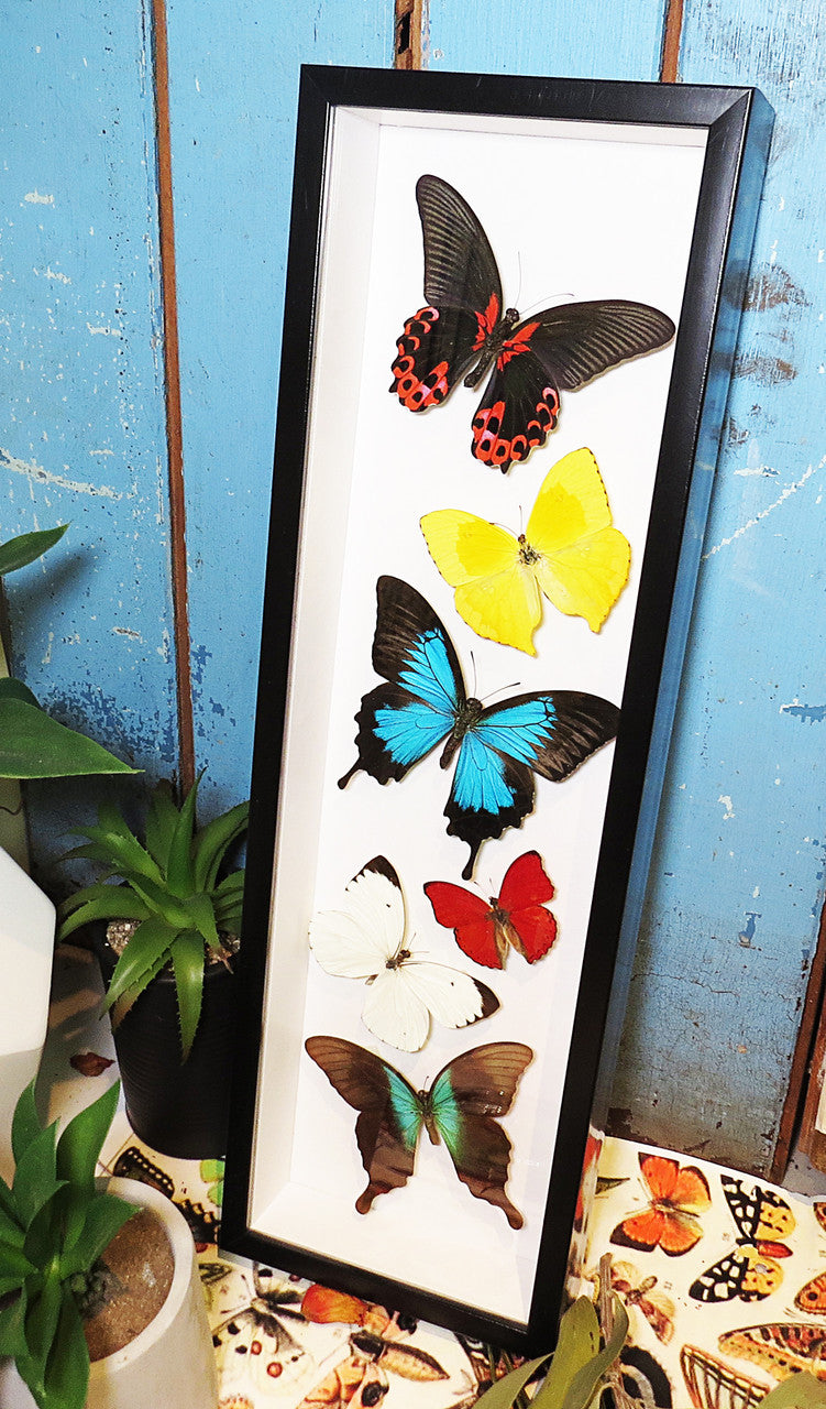 Sweeping butterfly