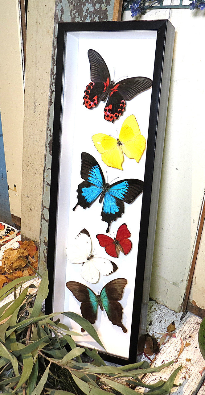 Sweeping butterfly