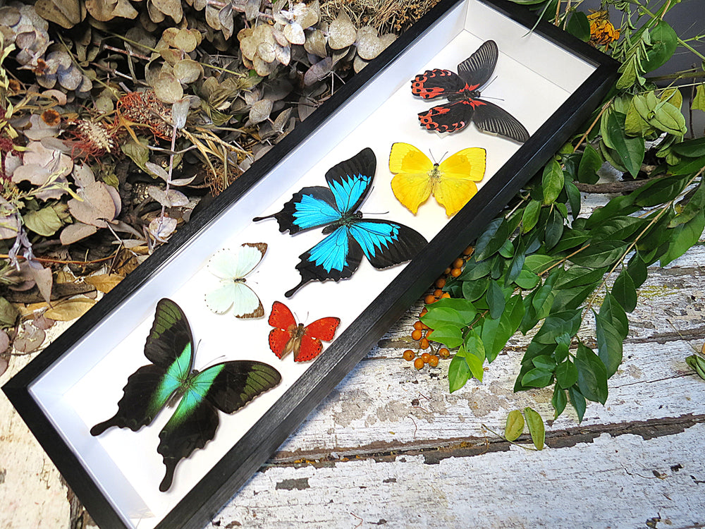Sweeping butterfly # 6 ( special )
