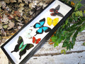 Sweeping butterfly # 6 ( special )