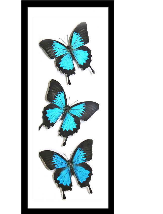 papilio ulysses