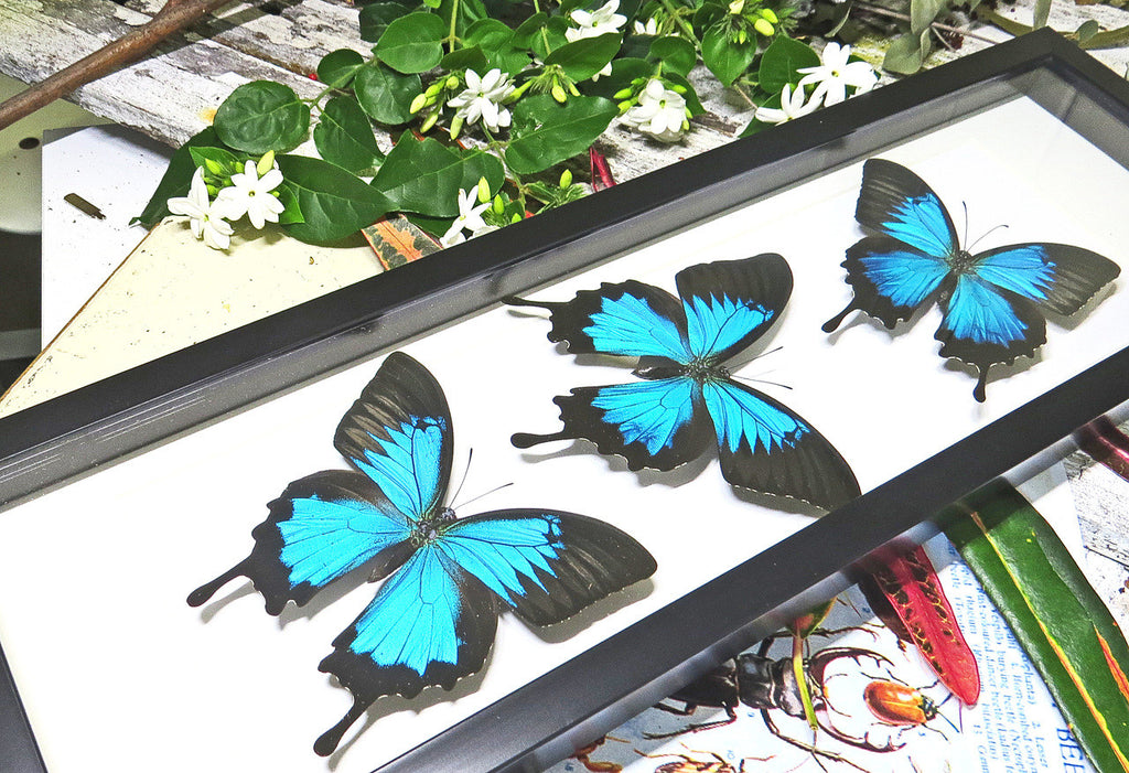 Australian butterfly Papilio ulysses Bits & Bugs 