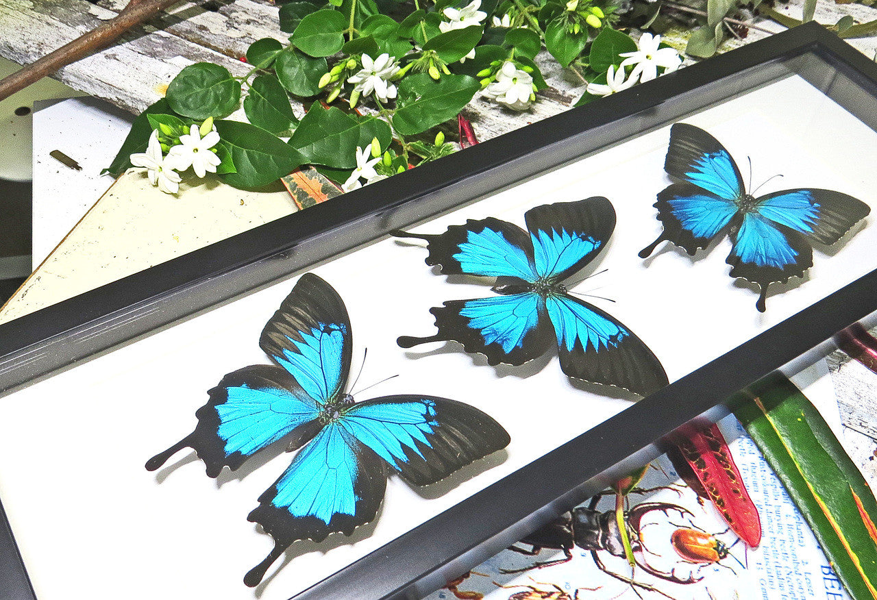 Australian butterfly Papilio ulysses Bits & Bugs 