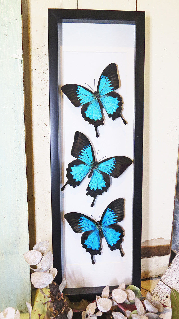 Australian butterfly Papilio ulysses Bits & Bugs 