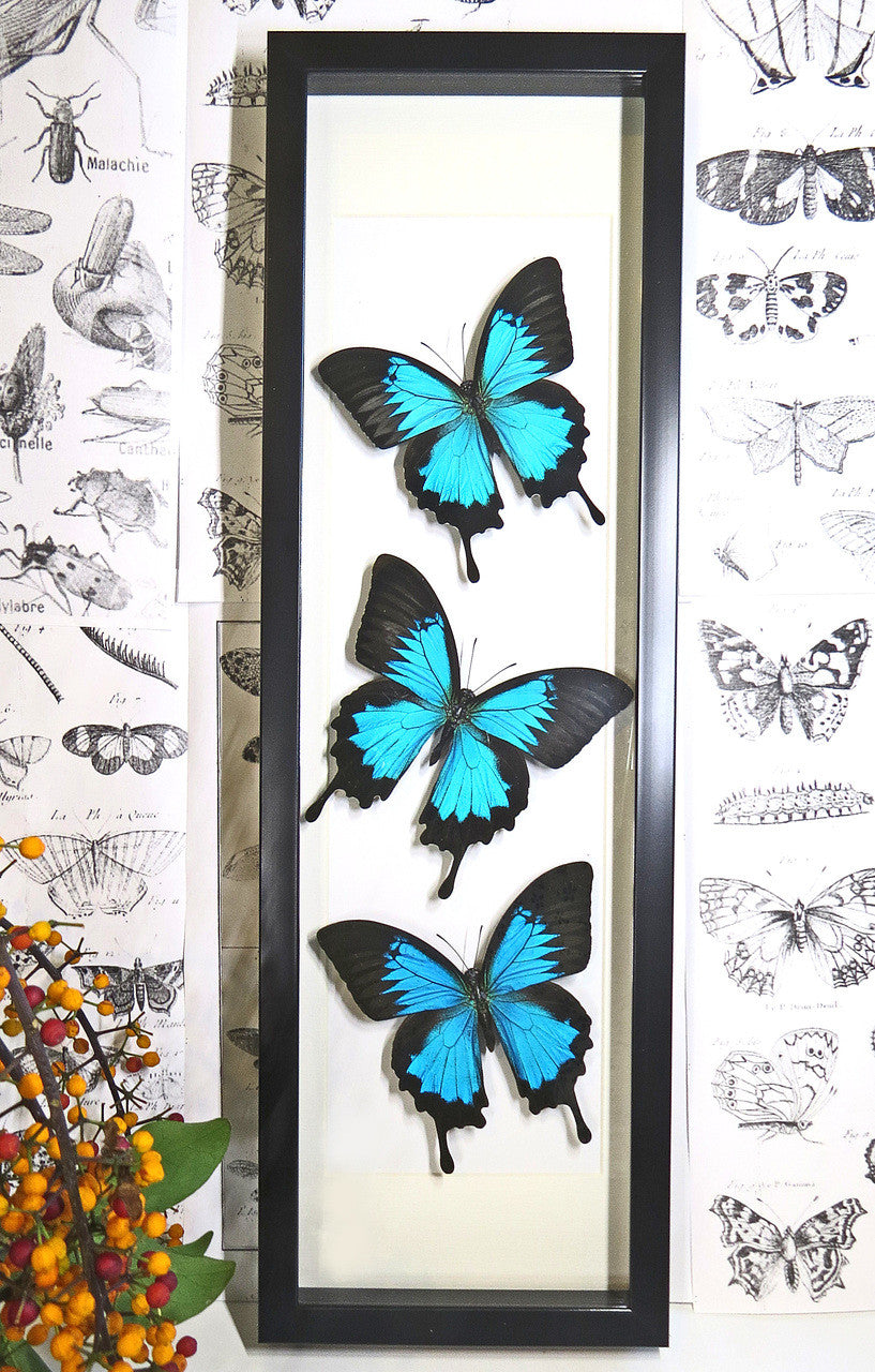 Australian butterfly Papilio ulysses Bits & Bugs 