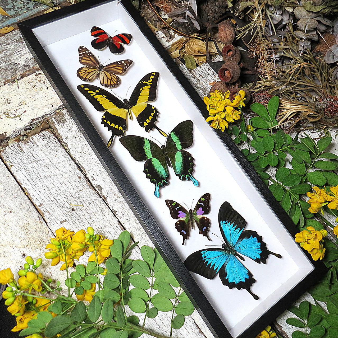 6 butterfly sweep.