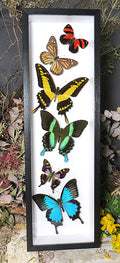 6  butterfly sweep