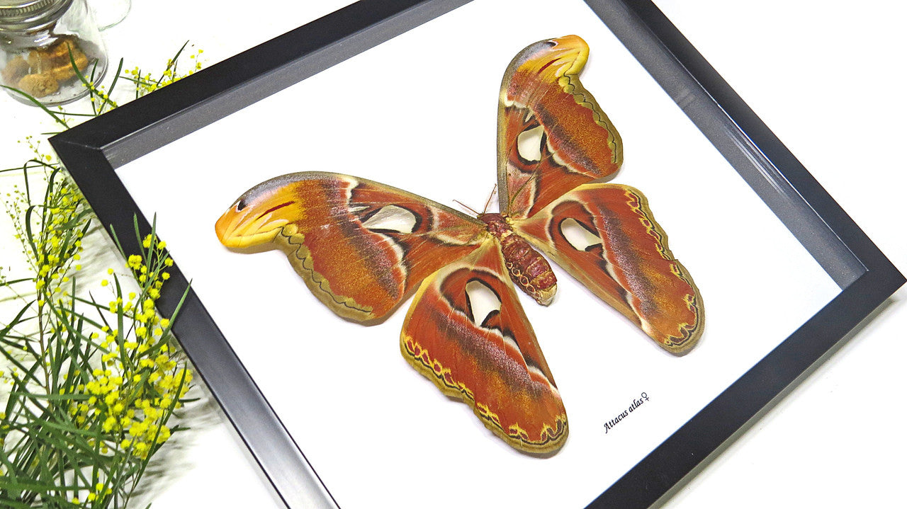 Attacus atlas  Bits & Bugs