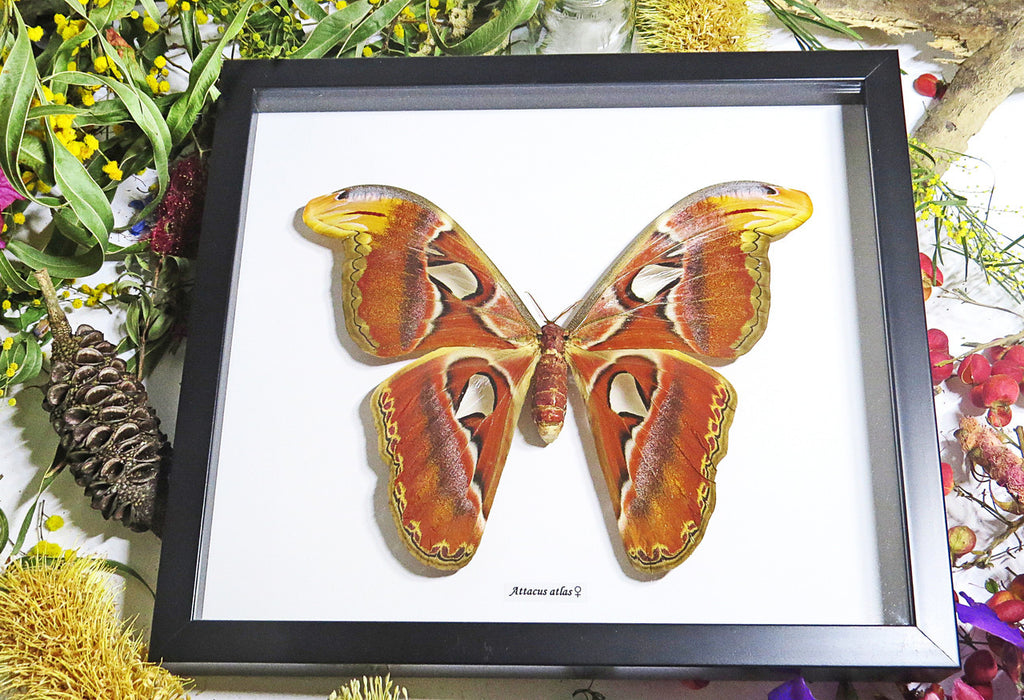 Attacus atlas  Bits & Bugs