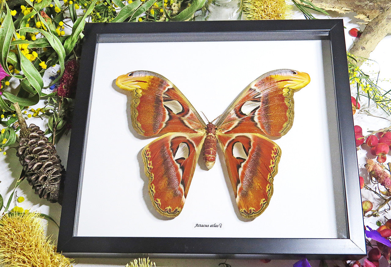 Attacus atlas  Bits & Bugs