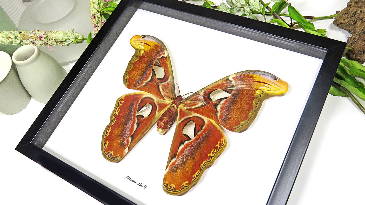 Attacus atlas  Bits & Bugs