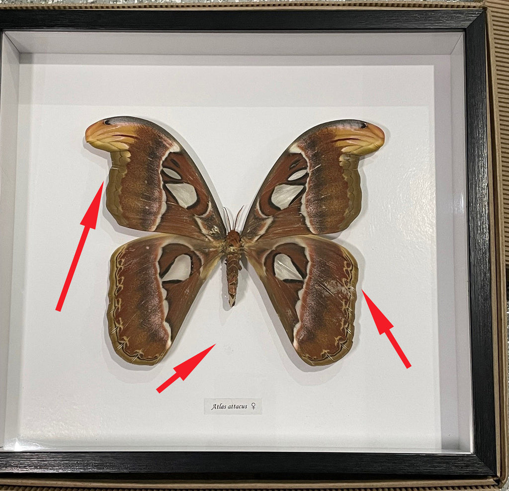 Attacus atlas female # W2 ( special  )