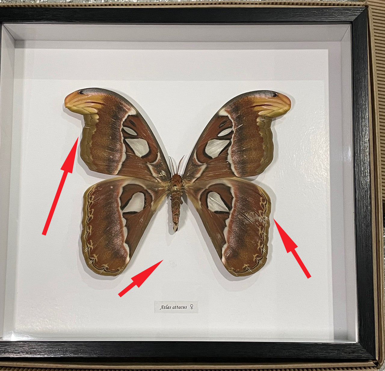 Attacus atlas female # W2 ( special  )