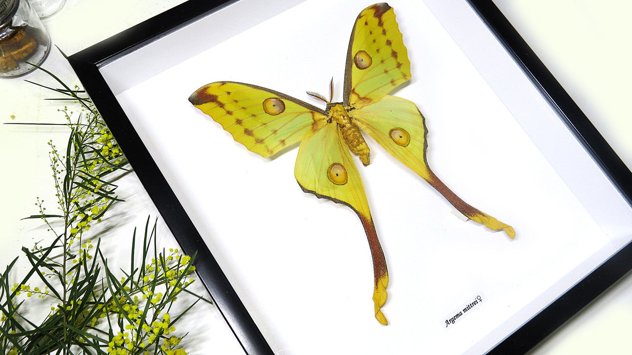 Framed moth Argema mittrei Bits and Bugs
