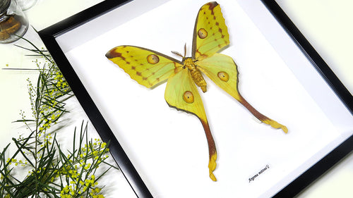 Framed moth Argema mittrei Bits and Bugs
