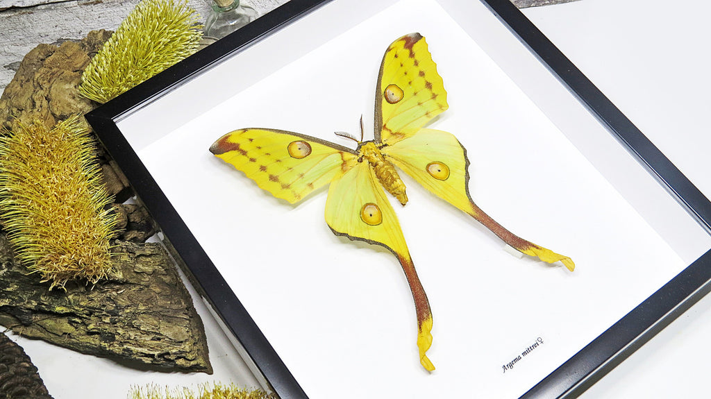 Framed moth Argema mittrei Bits and Bugs