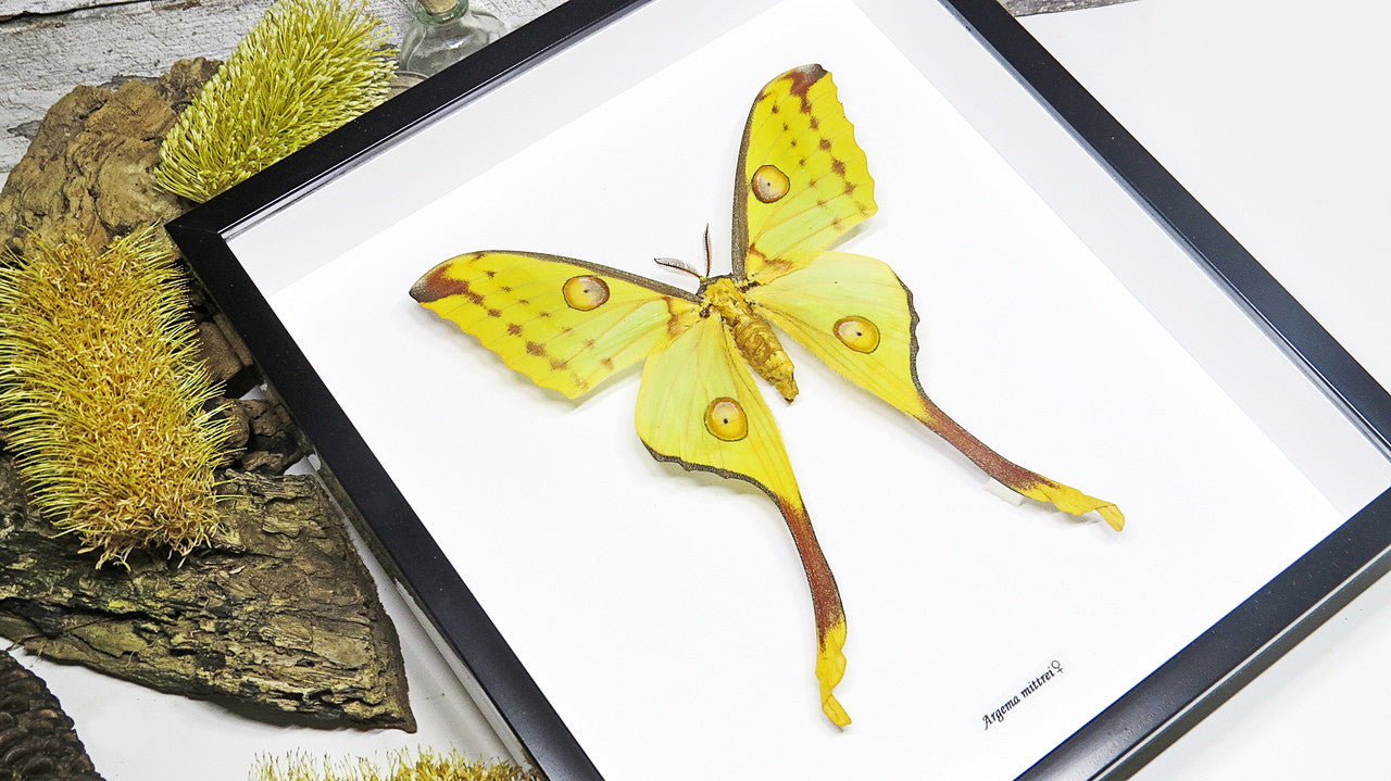 Framed moth Argema mittrei Bits and Bugs