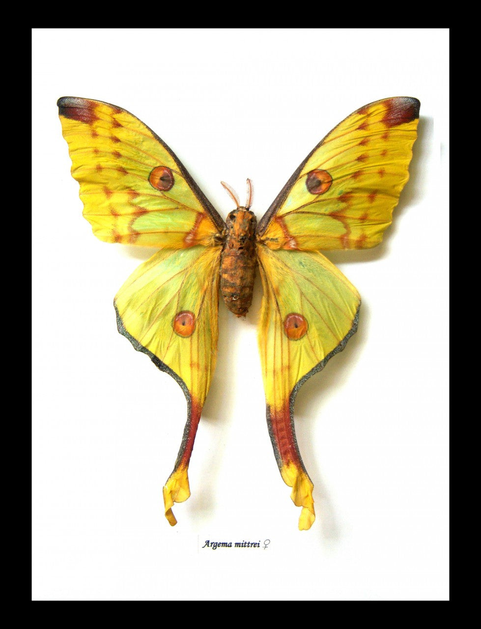 Framed moth Argema mittrei Bits and Bugs