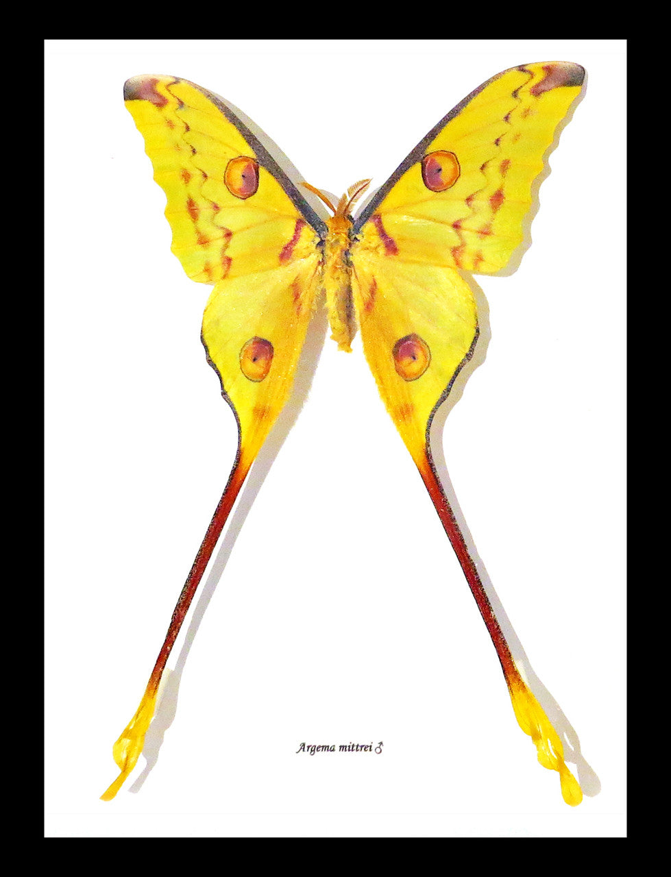 Moth Argema mittrei Bits & Bugs 