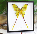Moth Argema mittrei Bits & Bugs 
