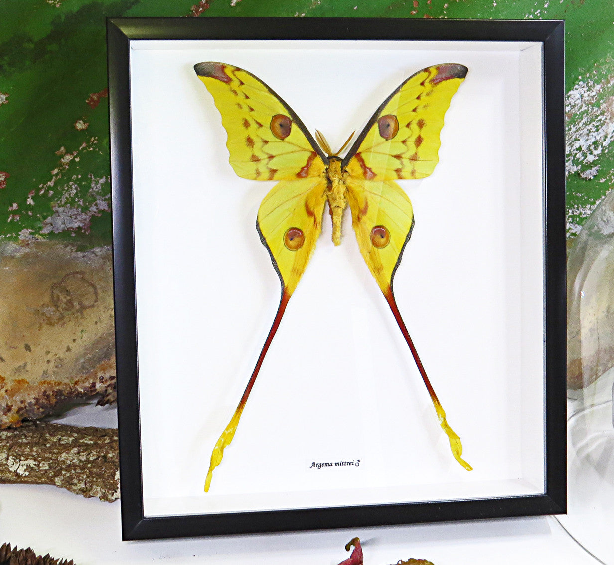 Moth Argema mittrei Bits & Bugs 