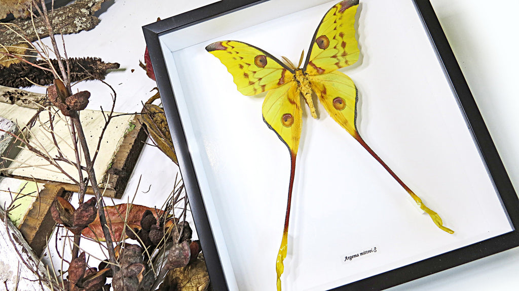 Moth Argema mittrei Bits & Bugs 