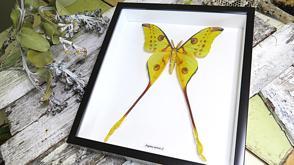 Moth Argema mittrei Bits & Bugs 