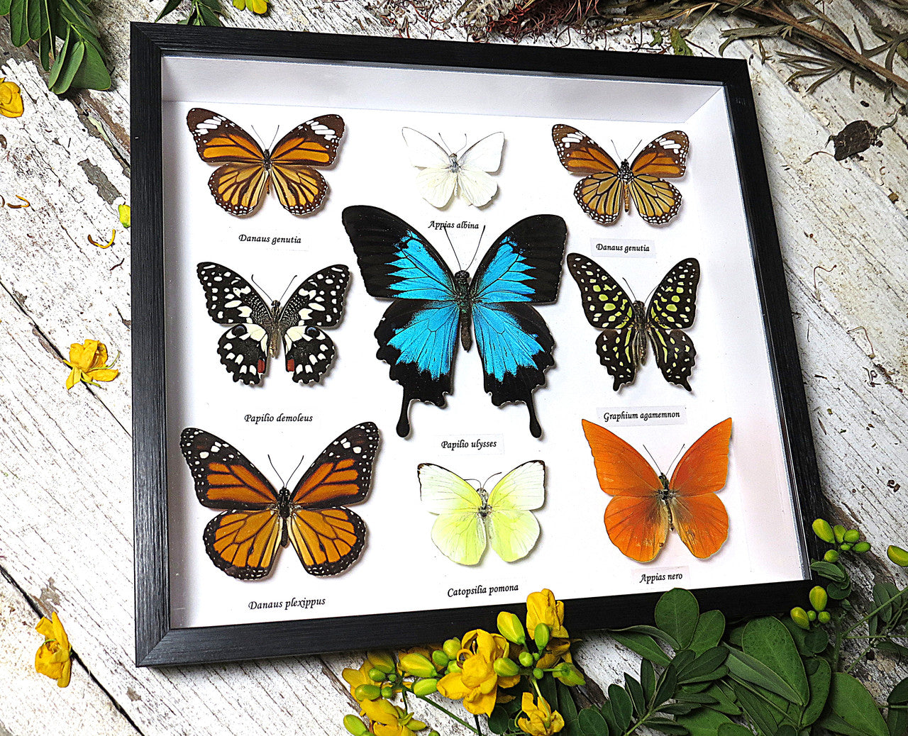 Australian butterfly