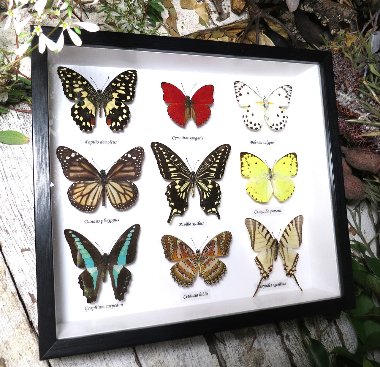 Butterfly 9 combo #3