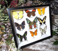 Butterfly 9 combo #4