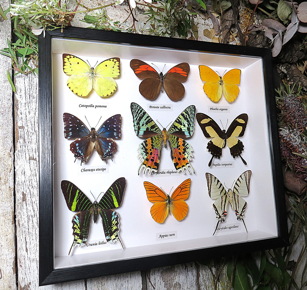 Butterfly 9 combo #4