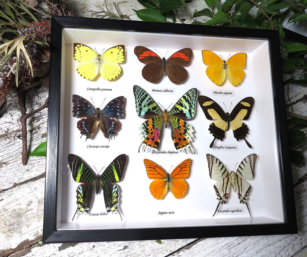 Butterfly 9 combo #4