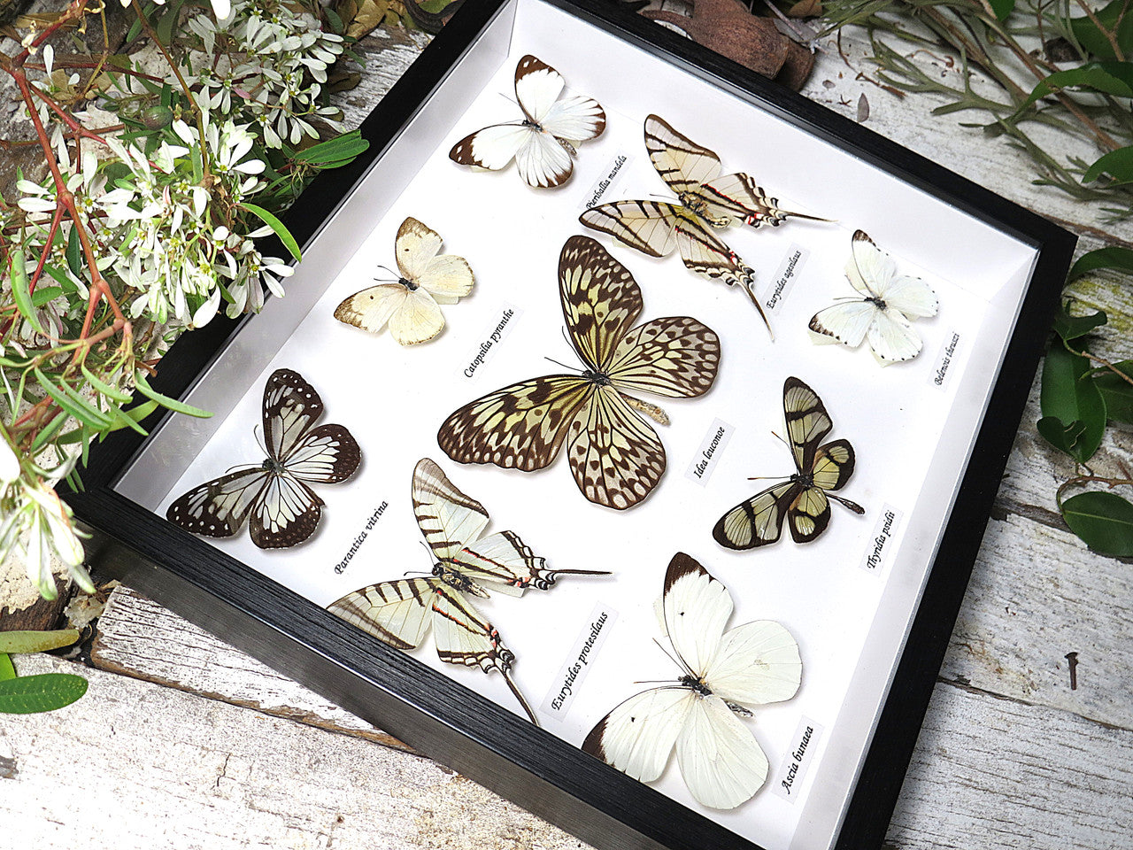 Black & White butterfly  B