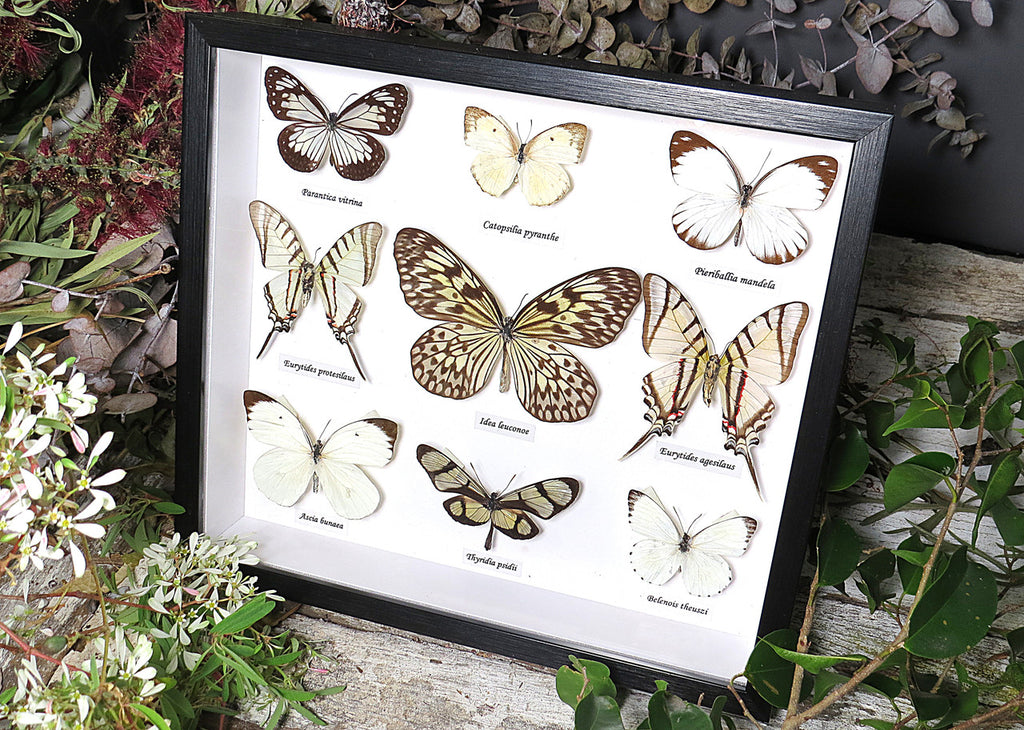 Black & White butterfly  B