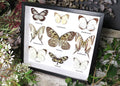 Black & White butterfly  B