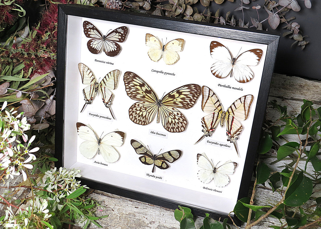 Black & White butterfly  B