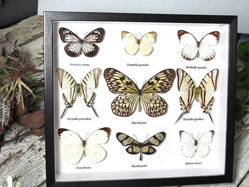 Black & White butterfly  B