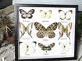 Black & White butterfly  B