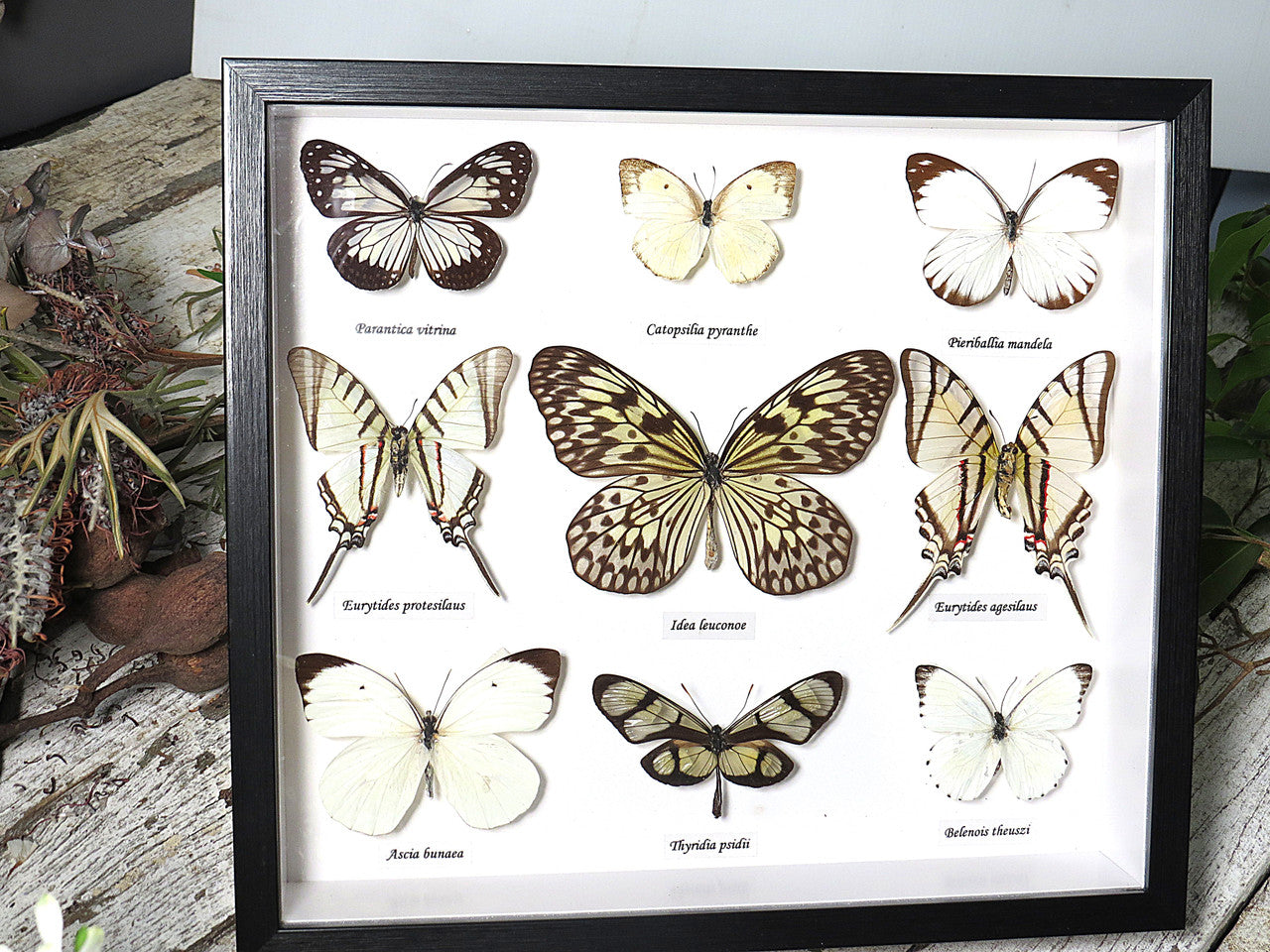 Black & White butterfly  B
