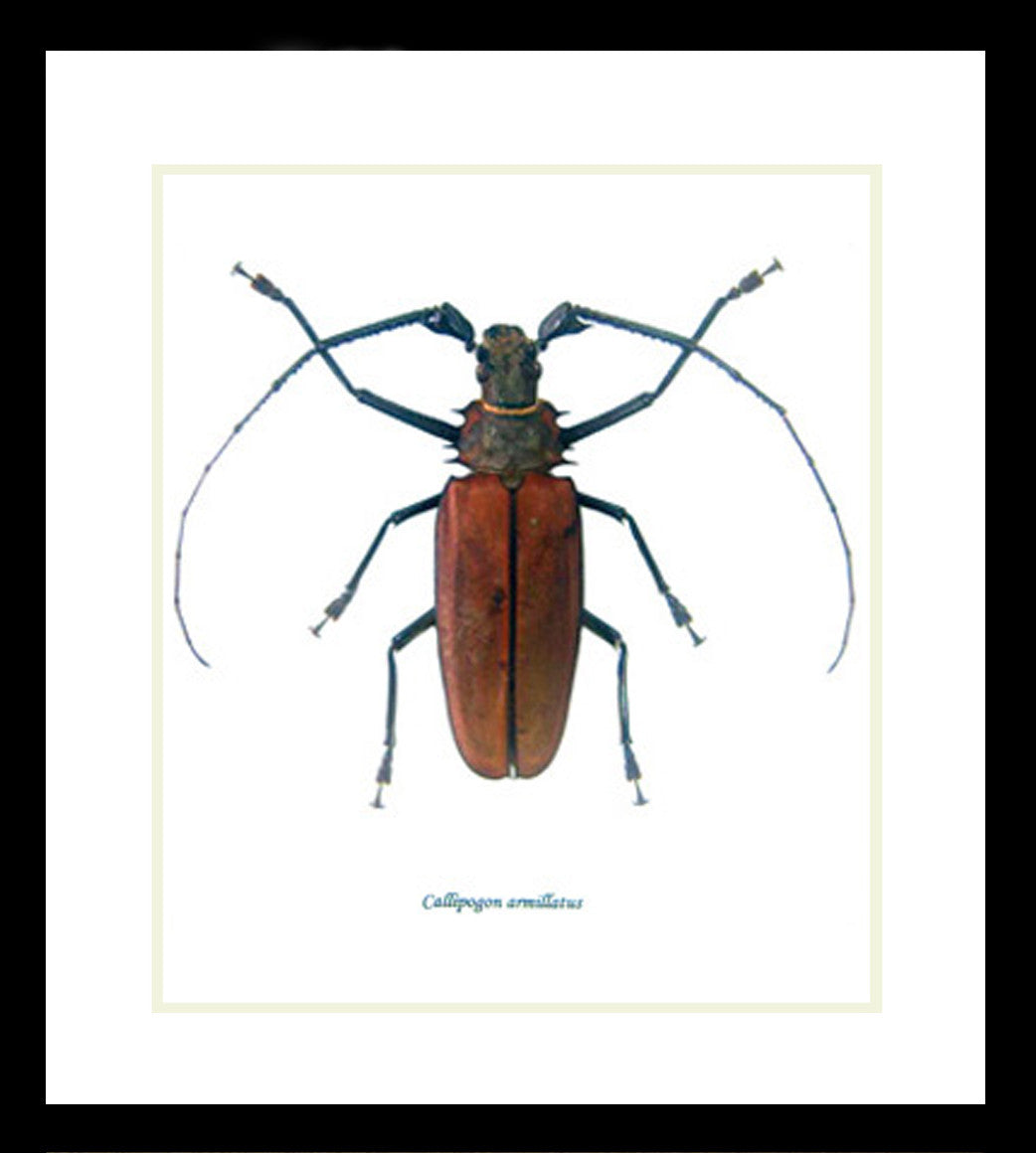 Longhorn beetle bugs Callipogon armillatus Bits & Bugs 