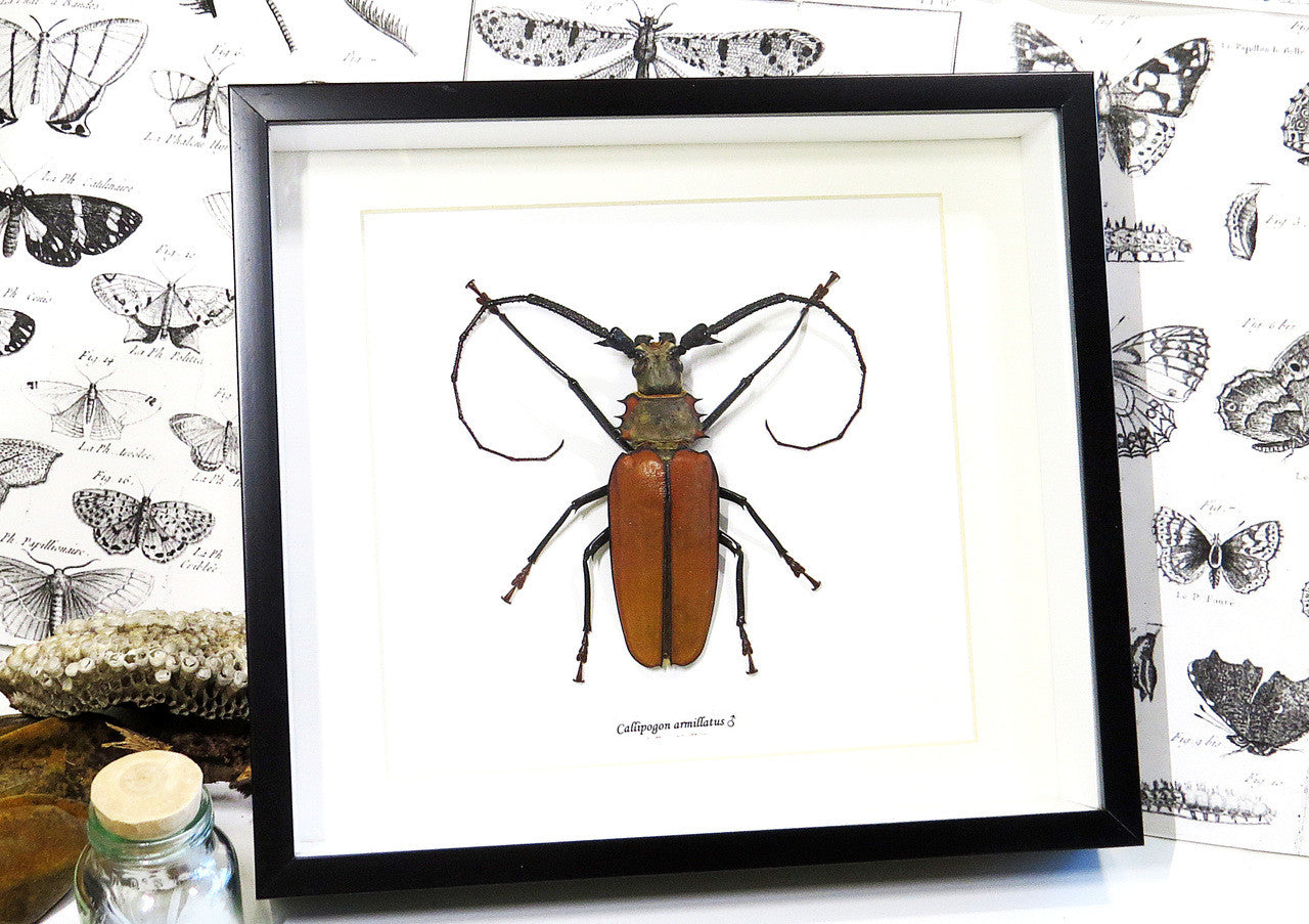 Longhorn beetle bugs Callipogon armillatus Bits & Bugs 