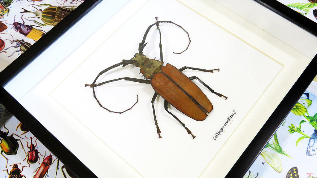 Longhorn beetle bugs Callipogon armillatus Bits & Bugs 