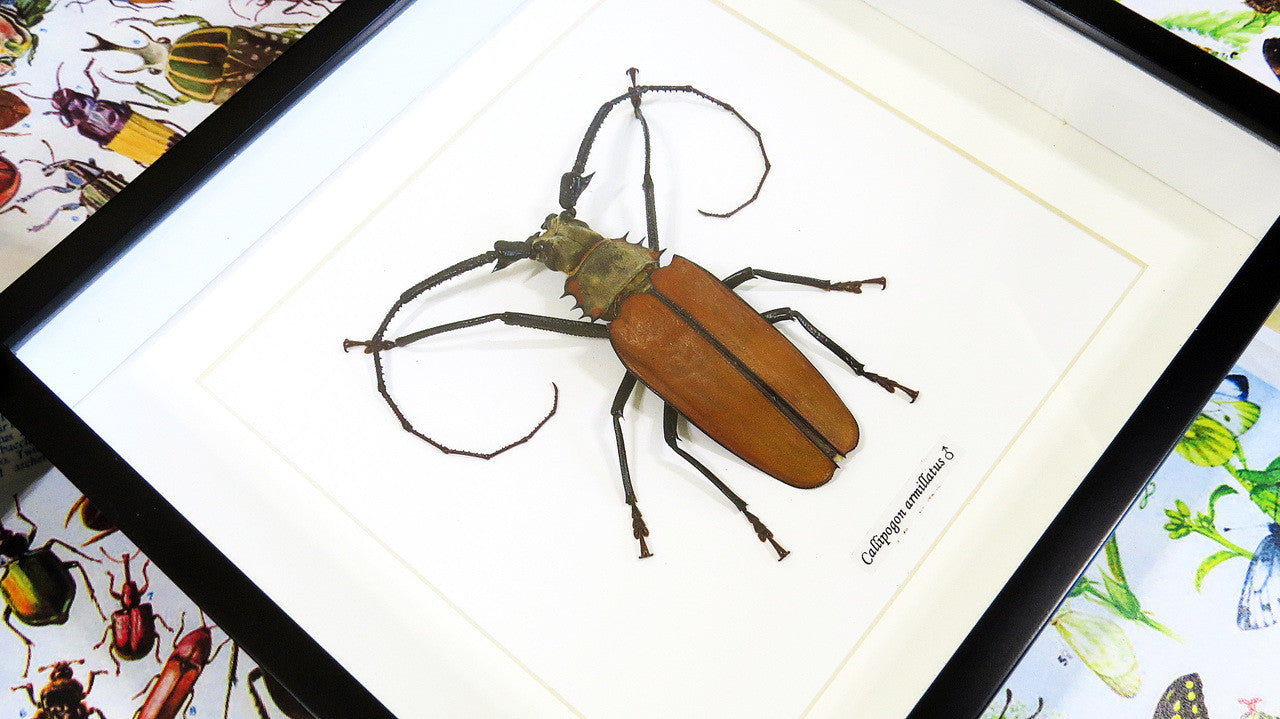 Longhorn beetle bugs Callipogon armillatus Bits & Bugs 