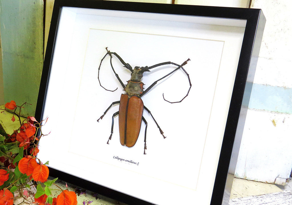 Longhorn beetle bugs Callipogon armillatus Bits & Bugs 