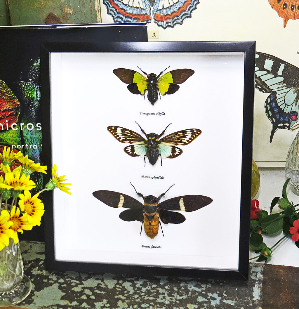 cicada 