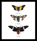cicada 