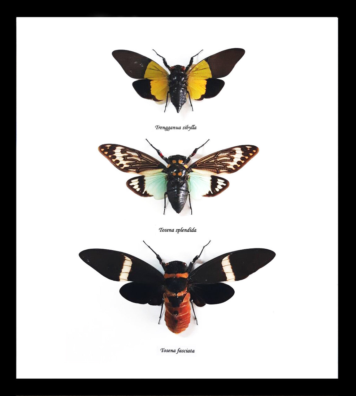 cicada 